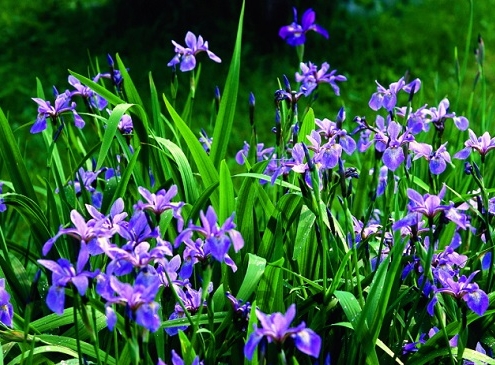 Khu biệt thự Iris – Tên loài hoa mang vẻ đẹp thánh thiện